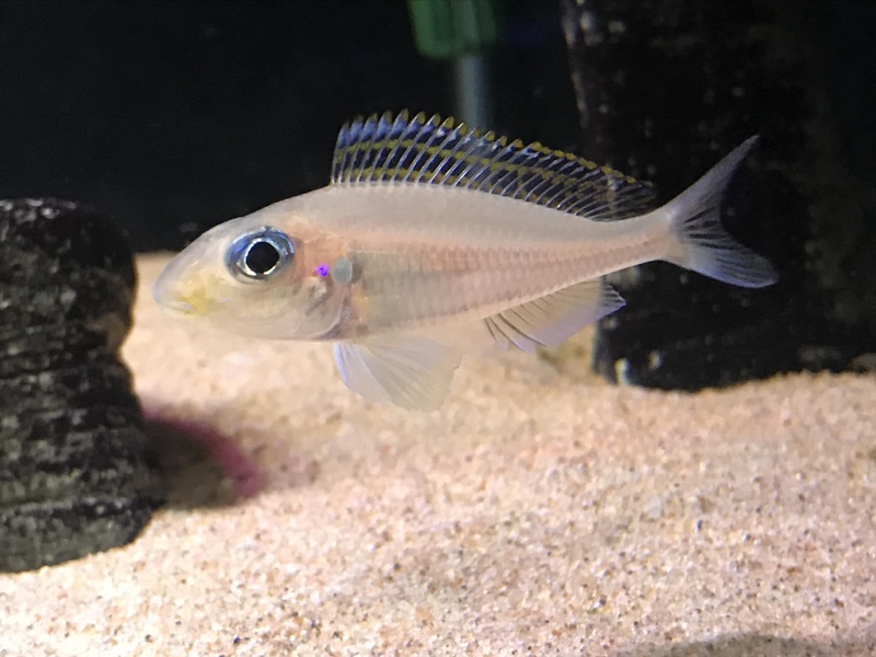 Xenotilapia nasus 'Chituta Bay'